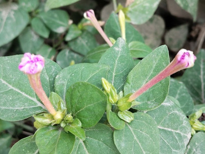 BDSresolve sondha malaoti flower seeds mix colour Seed(20 per packet)
