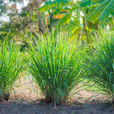 NooElec Seeds India 50 Seeds- High Germination Lemon Grass Seed Organic F1 Hybrid Lemon Grass Herb Seed(50 per packet)