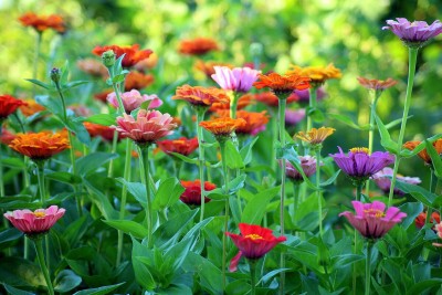 Arshiayat Zinnia Mixed Flower Seed(120 per packet)