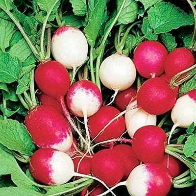 Qualtivate HYB-8A Sparkler White Tip Radish Red 25 Days Seed(300 per packet)