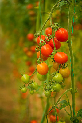 KOO Retails tomato Seed(30 per packet)