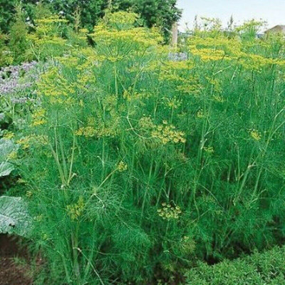 VibeX VVI-38 - Bouquet Dill Herb - (250 Seeds) Seed(250 per packet)
