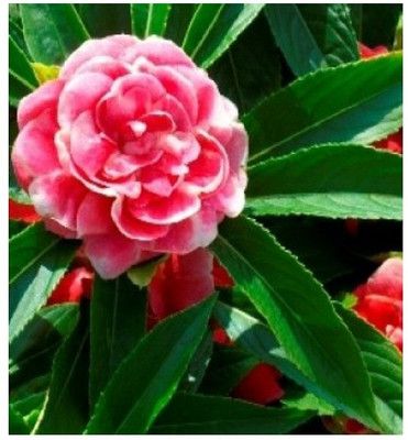 Qualtivate VVI-106 Balsam Rose (Gulab) Flower - Hybrid Seeds Seed(25 per packet)