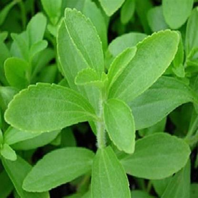 BDSresolve Sweetleaf Stevia Rebaudiana Seed Pack of 18 Seed(18 per packet)