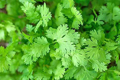 KANAYA dhaniya Seed(20 per packet)
