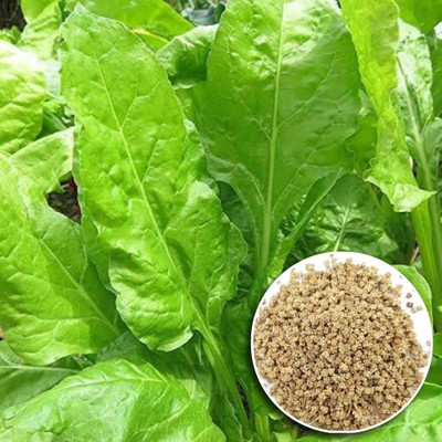 DEYS AGRO ® Leaf Rich Indian spinach seeds,palak seeds desi hybrid Seed(300 per packet)