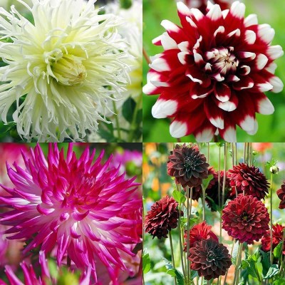 VibeX HUA-31 - Delightful Dahlia Flower Mix - (540 Seeds) Seed(540 per packet)