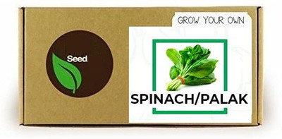 CYBEXIS Spinach/Palak-500 Seeds Seed(500 per packet)