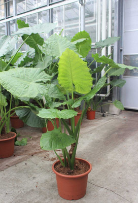 LIFELEX Taro Root Plant Seeds, Arbi Seeds, Kachalu Seed(3 per packet)