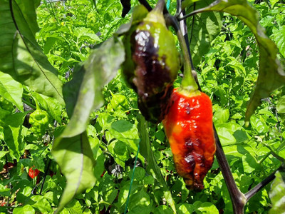 KNESSiN Easy to Grow Hot Black Panther Chilli Seeds For Kitchen Gardening-(300 Seeds) Seed(300 per packet)