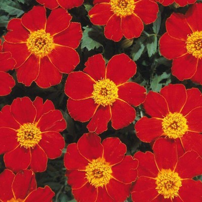 CYBEXIS VXI-36 - Disco Red French Marigold - (250 Seeds) Seed(250 per packet)