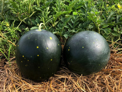 Farmonix Watermelon Century Star Seed(100 per packet)