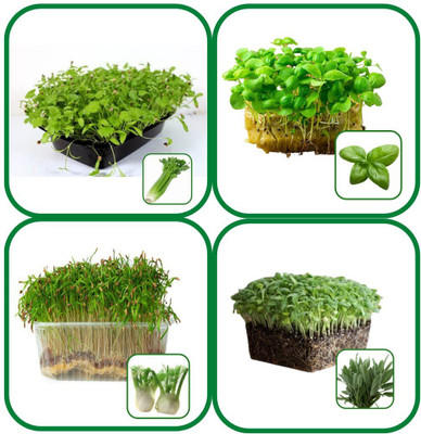 CYBEXIS Combo 4 Microgreen| CELERY, BASIL, FENNEL & SAGE Seed(10 g)