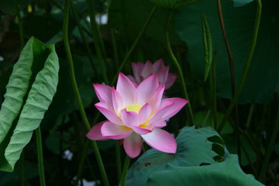 ZIXA lotus,kamal seeds Seed(15 per packet)