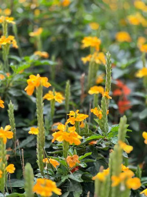 Chalisa Agencies kanakambaram-firecracker-crossandra Seed(37 per packet)