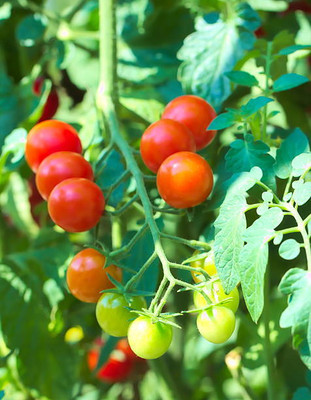 ibainsd tomato Seed(100 per packet)
