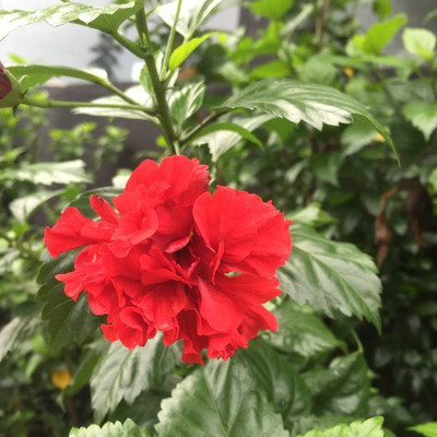 XOLDAA BALSAM FLOWER SEEDS Seed(30 per packet)