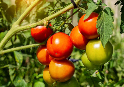 ZIFR tomato Seed(135 per packet)