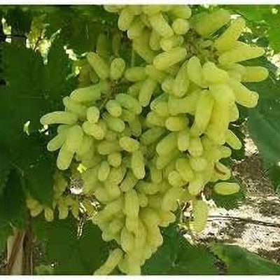 Aywal Grabes (Angoor) Seed(5 per packet)