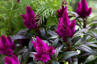 Mozette Exotic celosia Seed(38 per packet)