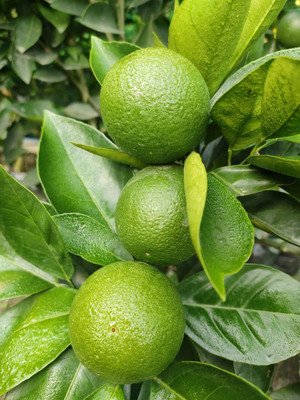 Aywal Citrus Limetta Seed(22 per packet)
