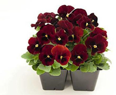 CYBEXIS Pansy Flower Seeds - Swiss Giant Red Blotch Seeds Seed(50 per packet)