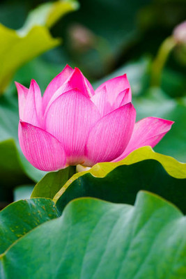 VenHub lotus,kamal gatta Seed(10 per packet)