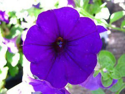 KANAYA Petunia Mixed Colour Flower F1 Hybrid Seed(135 per packet)