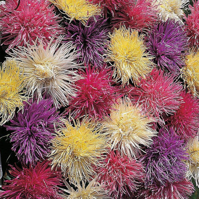 VibeX VXI-19 - ‘Spider Chrysanthemum Mixed’ Callistephus chinensis - (30 Seeds) Seed(30 per packet)