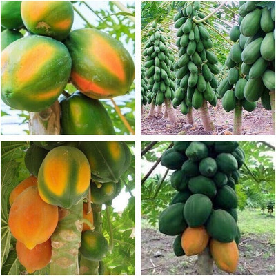 jkfarm Papaya, Pepe Seed(300 per packet)