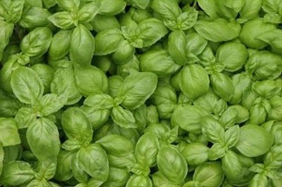 VibeX ® VXI-9 Spicy Globe Basil (ocimum basilicum Minimum) Seed(1000 per packet)