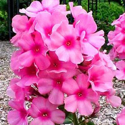 Aywal Phlox flower Seed(60 per packet)