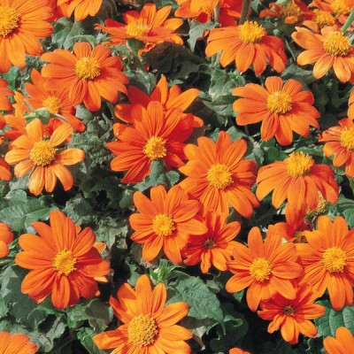 seedito Tithonia Flower Seeds For Home Garden/Mexican sunflower Seed(25 per packet)