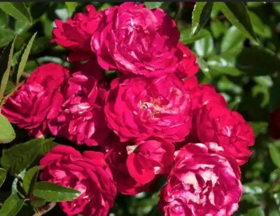 Aro Rose, Flower seeds Seed(95 per packet)