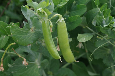 Kodali 26 Pcs-Bean Seed Seed(26 per packet)