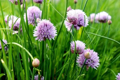 Qualtivate HUA-1A Chives Seeds Seed(300 per packet)