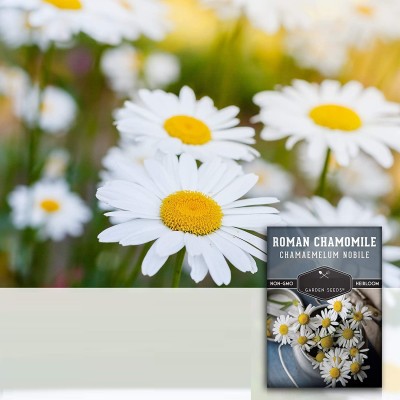 Qualtivate KGF -98 Nobile Roman Chamomile Seed(250 per packet)