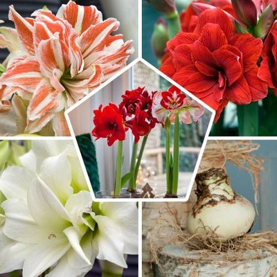 zabbus Amaryllis lily Flower Bulbs for Summer Season Mix Seed(10 per packet)