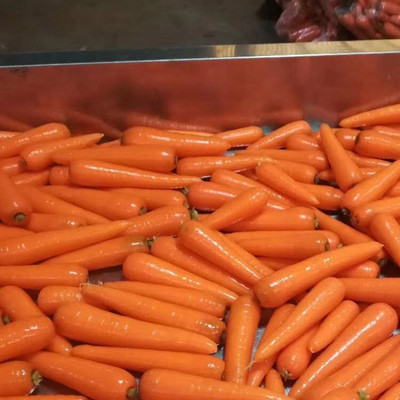 Quentova Carrot Seed(300 per packet)