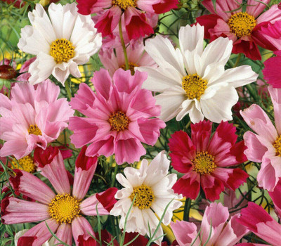 VibeX XL-63 - Seashell Cosmos Flower - (270 Seeds) Seed(270 per packet)