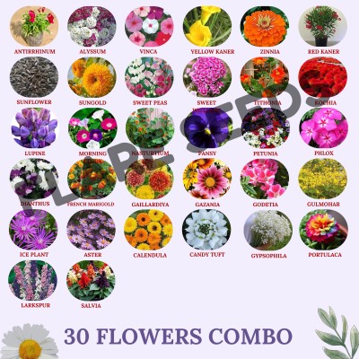 FLARE SEEDS 30 Variety Flower Seeds Combo For Home Gardening Seed(30 per packet)