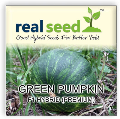 WILLVINE Green Pumpkin F1 Hybrid Imported Vegetable Seeds-[50 Seeds] Seed(50 per packet)