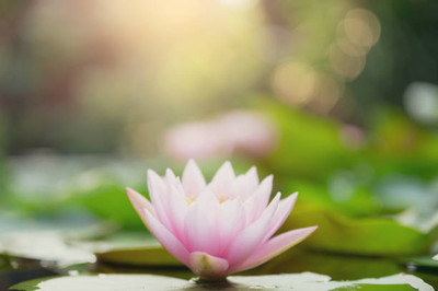 sarvottam creation lotus,kamal gatta Seed(11 per packet)