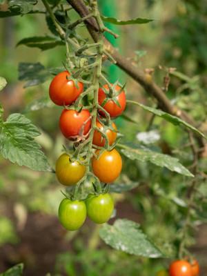 SeedLife tomato Seed(70 per packet)