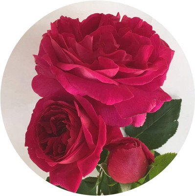 VibeX ® XXL-281 English Roses - Othello Seeds Seed(50 per packet)