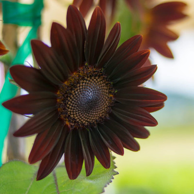 CYBEXIS TLX-92 - Cherry Chocolate Sunflower - (1350 Seeds) Seed(1350 per packet)