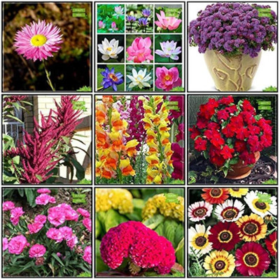 ibains Seed packet combo flower Seed(345 per packet)