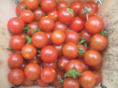 XOLDA Organic Cherry tomato Seed(32 per packet)
