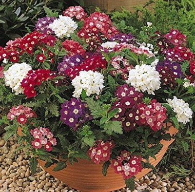 ACCELCROP Verbena Seeds Tuscany Burgundy With Eye Seed(70 per packet)