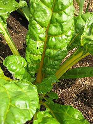WILLVINE Yellow Canary Swiss Chard Beta Vulgaris -[200 Seeds] Seed(200 per packet)